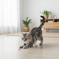 Katt med korall laserhalsband i lek